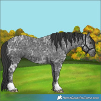 Horse Color:Black Ice 