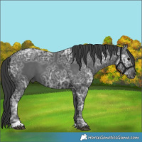 Horse Color:Black Ice 
