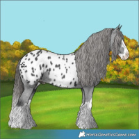 Horse Color:Black Splash Appaloosa 