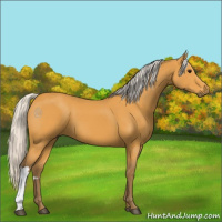 Horse Color:Silver Buckskin 