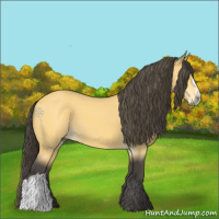 Horse Color:Buckskin 
