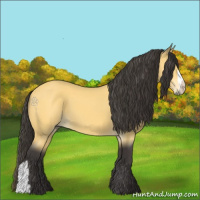 Horse Color:Buckskin 