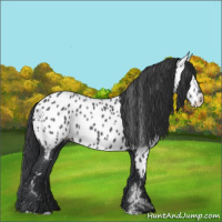 Horse Color:Blue Roan Appaloosa 