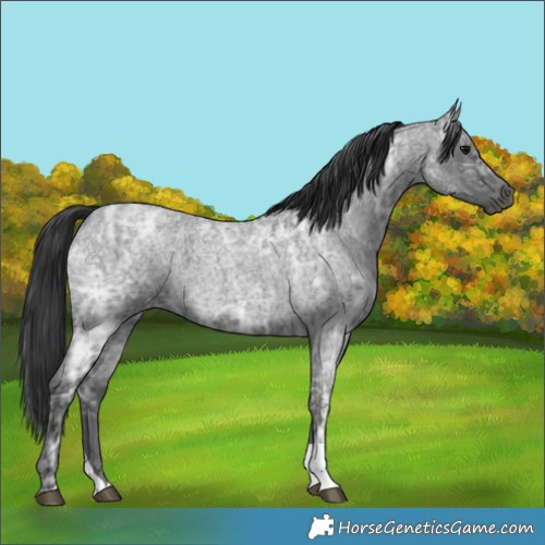 Horse Color:Blue Ice Roan  and Blue Ice Roan 