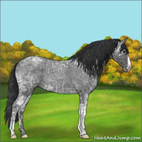 Horse Color:Blue Ice Roan  and Blue Ice Roan 