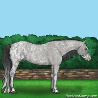 Horse Color:Blue Ice Roan Appaloosa  and Grullo Ice Roan Splash 