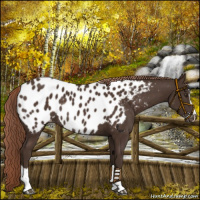 Horse Color:Liver Chestnut Sabino Near Leopard Rabicano 