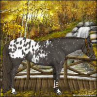 Horse Color:Smoky Black Appaloosa 