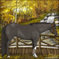Horse Color:Smoky Black 