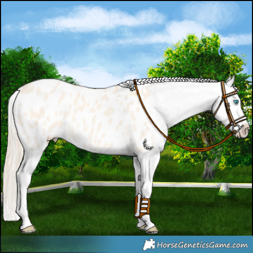 Horse Color:Perlino Appaloosa 