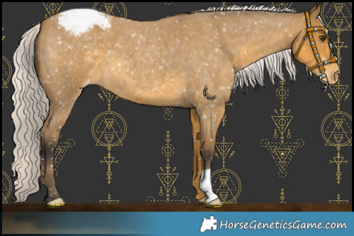 Horse Color:Silver Buckskin Roan Appaloosa 