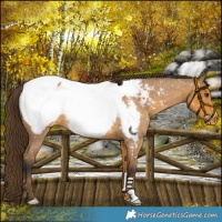 Horse Color:Buckskin Roan Snowcap 