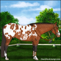 Horse Color:Buckskin Appaloosa