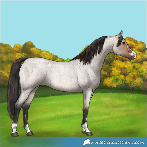 Horse Color:Brown Roan Dun 