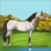 Horse Color:Brown Roan Dun 