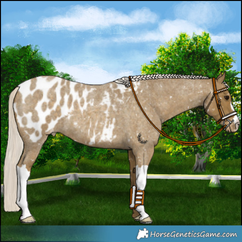 Horse Color:Silver Smoky Blue Roan Appaloosa 
