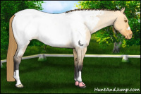 Horse Color:Buckskin Roan Dun Snowcap 
