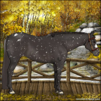 Horse Color:Smoky Black Appaloosa