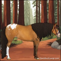Horse Color:Gray Sable Cream Champagne Blanket 