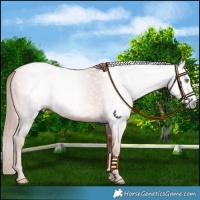 Horse Color:Gray Gold Champagne Roan 