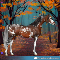 Horse Color:White Spotted Bay Splash Rabicano 