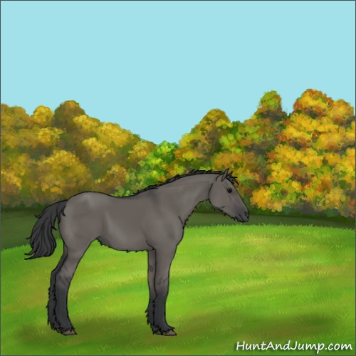 Horse Color:Grullo 