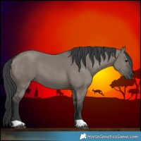 Horse Color:Grullo 