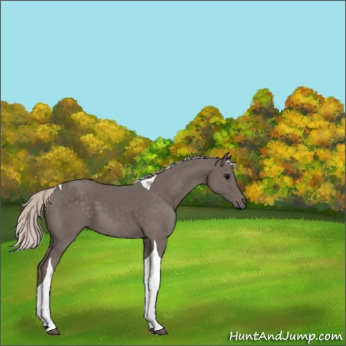 Horse Color:Silver Black Tobiano 