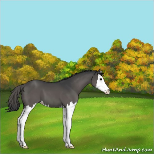 Horse Color:Black Splash 