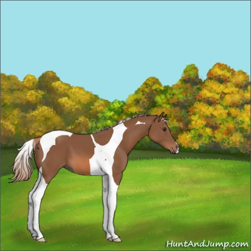 Horse Color:Chestnut Tobiano 