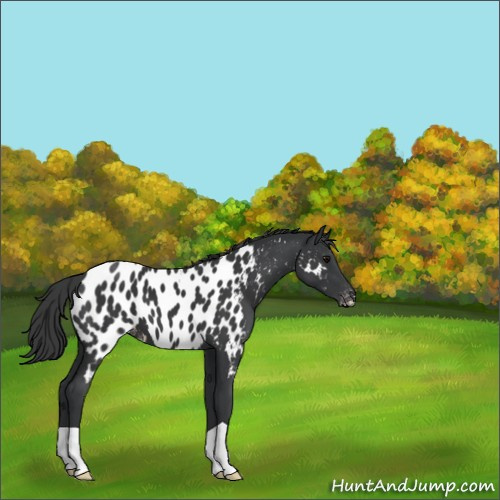 Horse Color:Black Appaloosa 