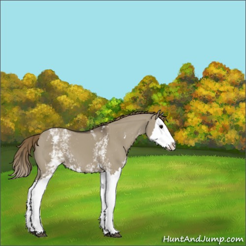 Horse Color:White Spotted Smoky Grullo Splash Appaloosa 