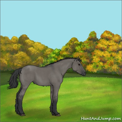 Horse Color:Grullo Roan 