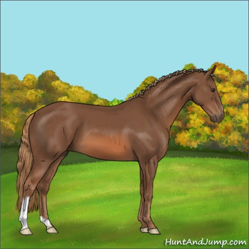 Horse Color:Unknown 