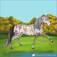 Horse Color:Bay Splash Frame and Bay Splash Frame