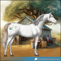 Horse Color:Red Dun Ice Appaloosa Rabicano 