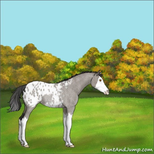 Horse Color:Grullo Roan Splash Appaloosa Rabicano 