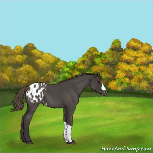 Horse Color:Smoky Blue Roan Appaloosa 