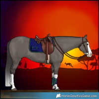 Horse Color:Smoky Grullo Splash Rabicano 