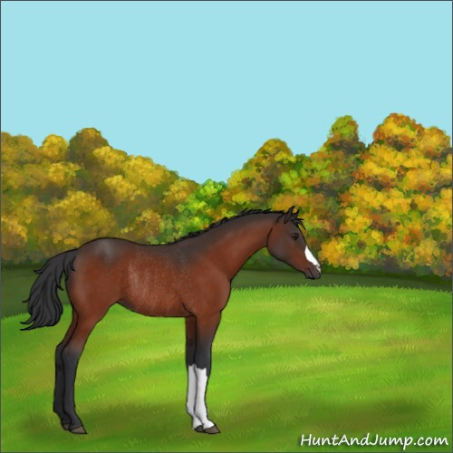 Horse Color:Brown Rabicano 