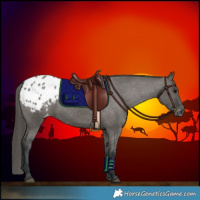 Horse Color:Grullo Appaloosa 