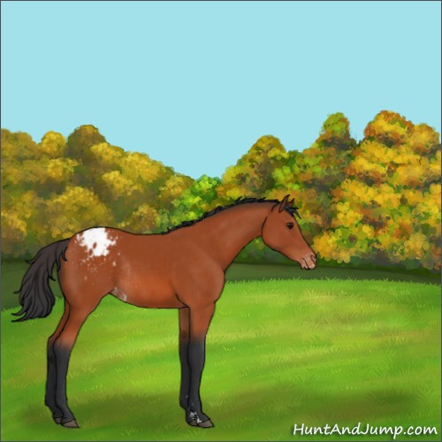 Horse Color:Bay Sabino Appaloosa Rabicano 