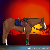 Horse Color:Chestnut Sabino 