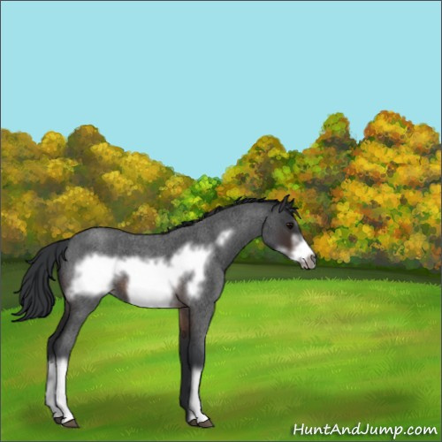 Horse Color:Brown Roan Frame 