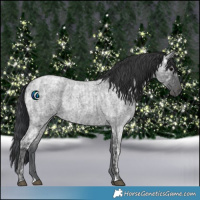 Horse Color:Blue Ice Roan  and Blue Ice Roan 