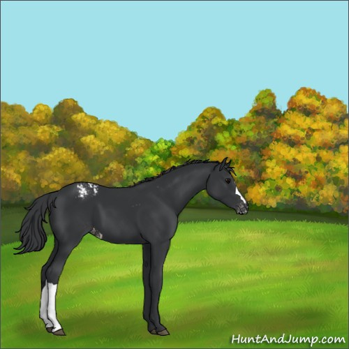 Horse Color:Black Appaloosa 
