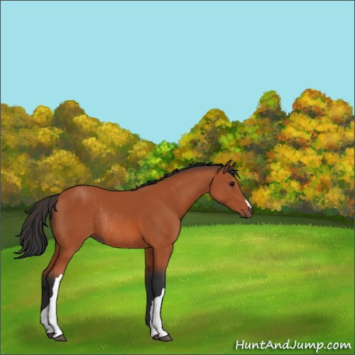 Horse Color:Bay Rabicano 