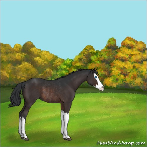 Horse Color:Brown Splash Rabicano 