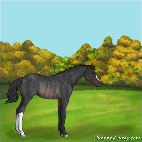 Horse Color:Brown Rabicano 