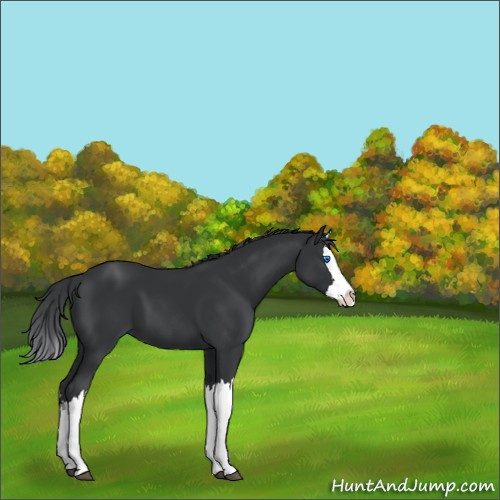 Horse Color:Black Splash 